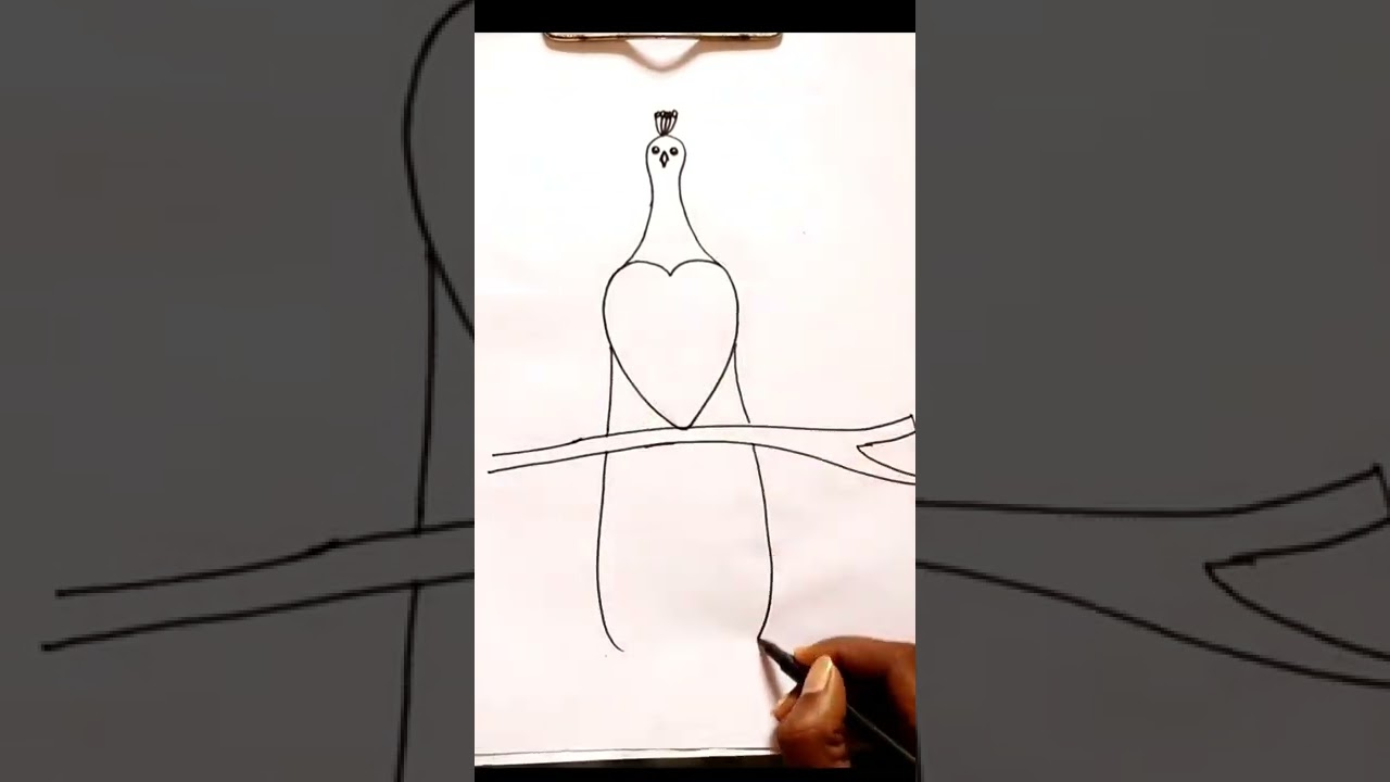 peacock drawing easy / mor drawing