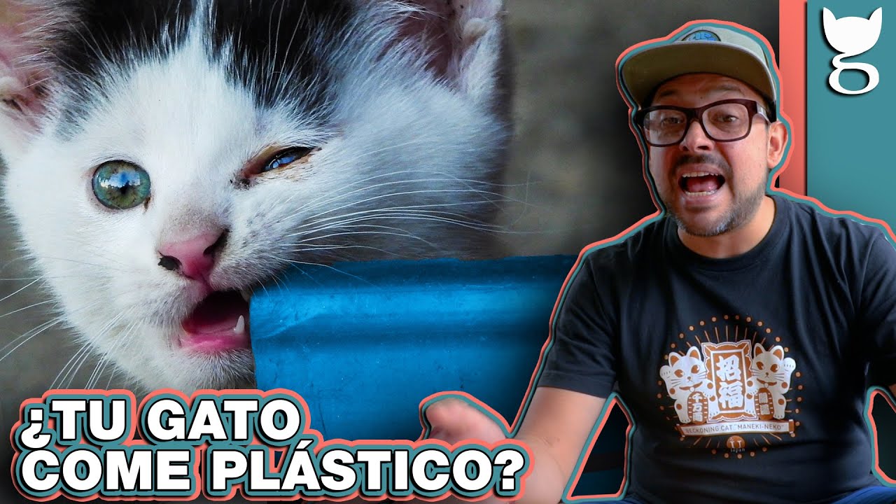 ¡A MI GATO LE GUSTA EL PLÁSTICO! PICA EN GATOS 🙀 LA GATERÍA TV
