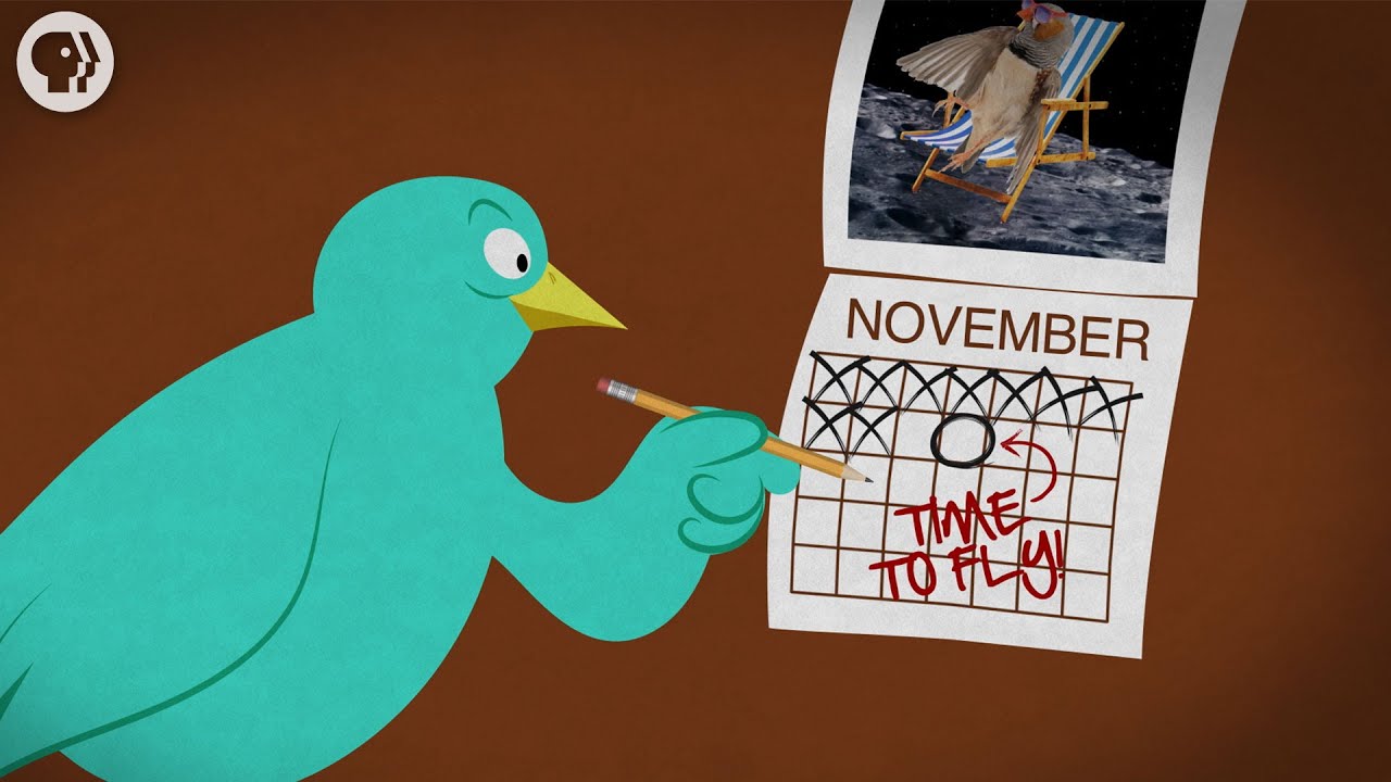 Where Do Birds Go In Winter?