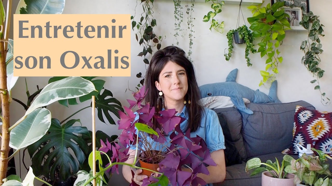 Oxalis Triangularis : Origine & Entretien