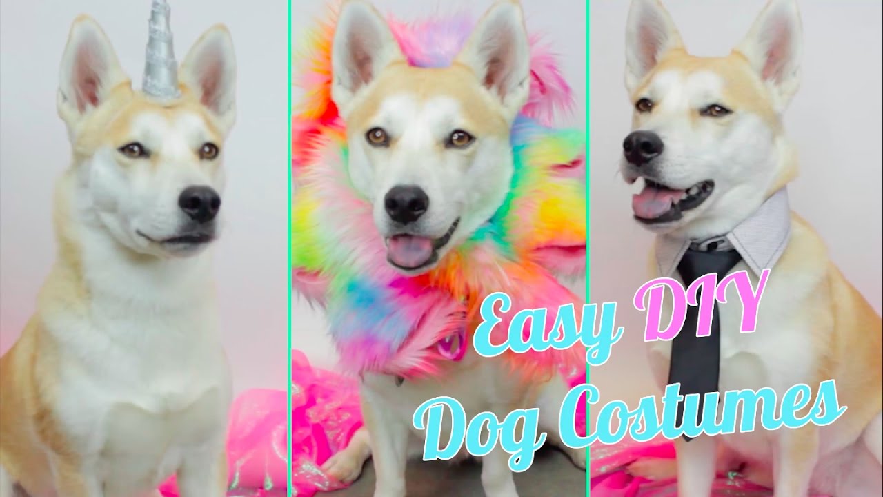 Easy DIY Dog Costumes | HG Craft | HelloGiggles