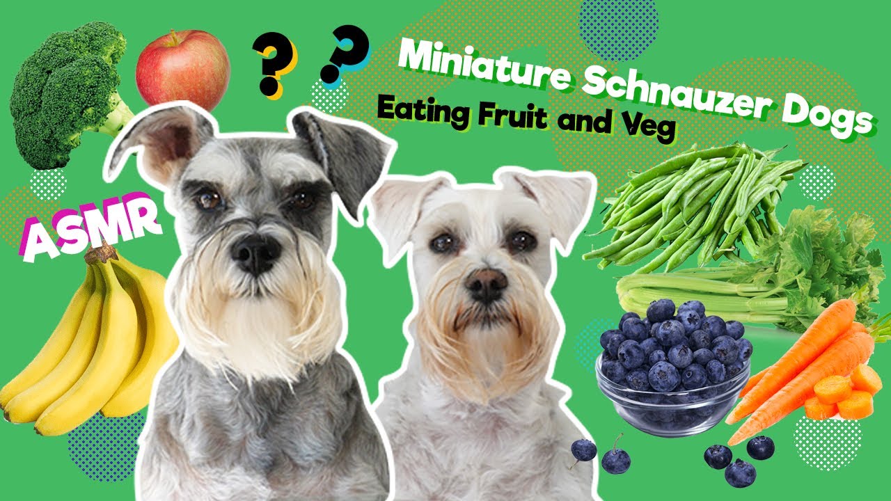 Miniature Schnauzers | Dogs Eating Fruit and Veg | ASMR