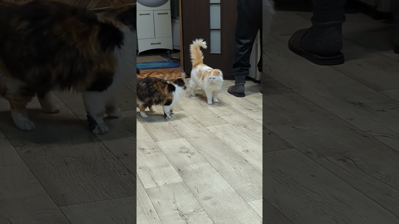 котуси #котэ #котэ #красиваякошка #cat #веселыекоты #кот #видосыоткота #турецкийван #сибирскаякошка