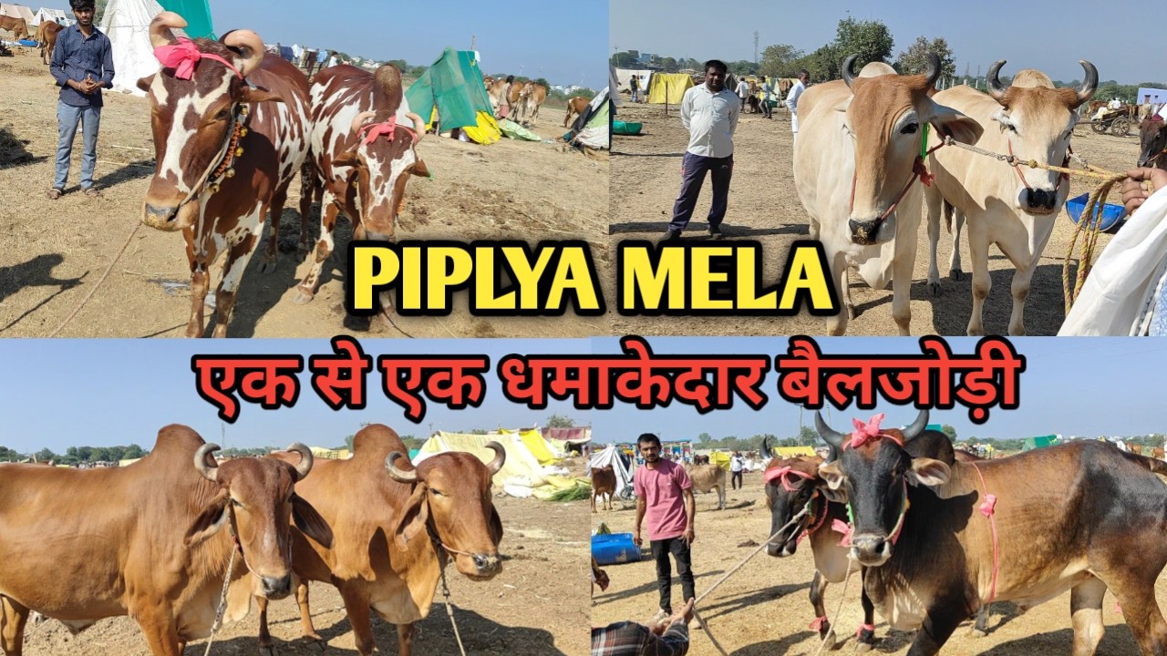 👌👌MP निमाड़ का #पिपल्या_मेला थोड़ा मंदा चलता है पर हर दिन बैलजोड़ी बिकती है यहां  Gaupremi Kisan 👍👍