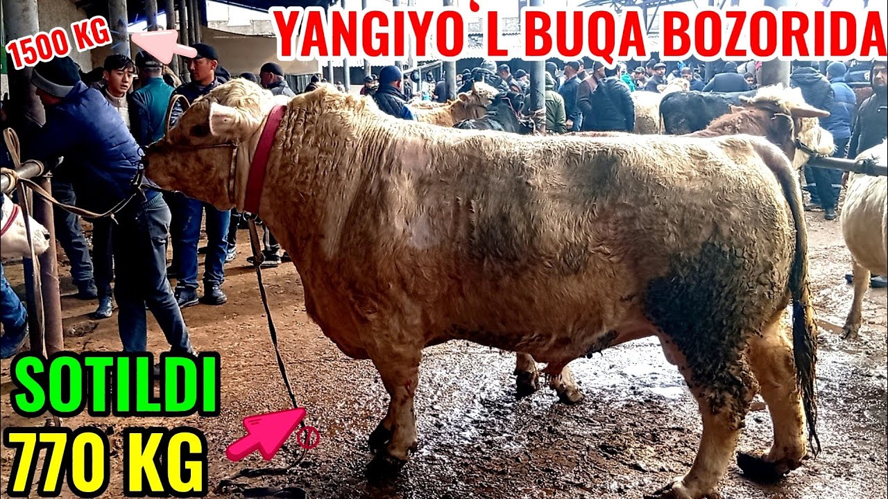 YANGIYOʻL BUQA BOZORIDAGI BUGUNGI NARXLAR 1500 ton BUQALAR 🐂🐂🦬