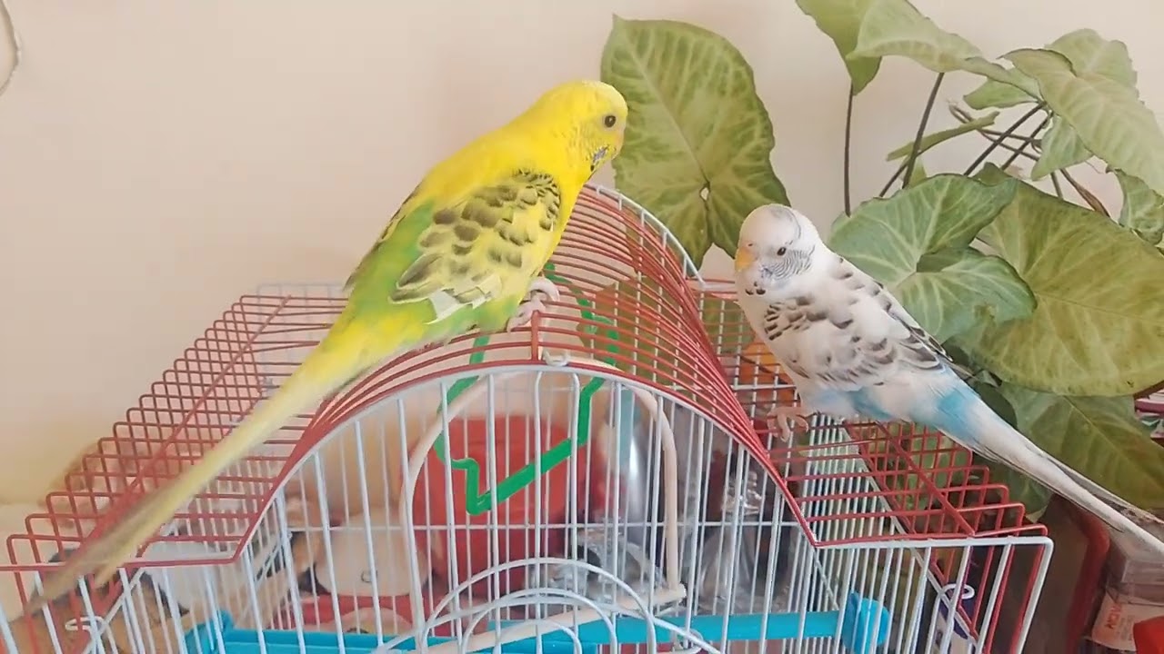 Joyfull moments🦜🦜🦜🌹