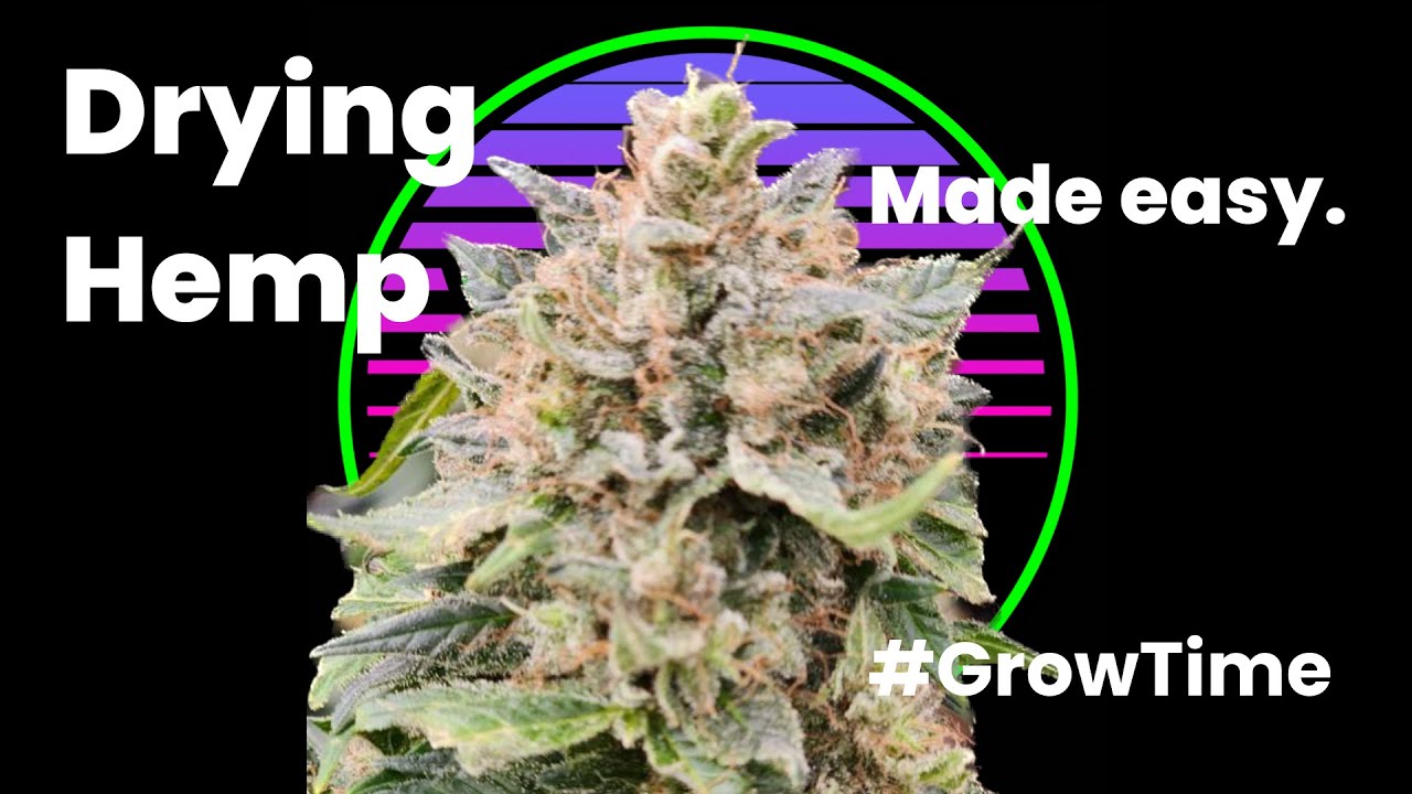 Drying Hemp with TX Hemp Farm Co. I Grow Time I S6