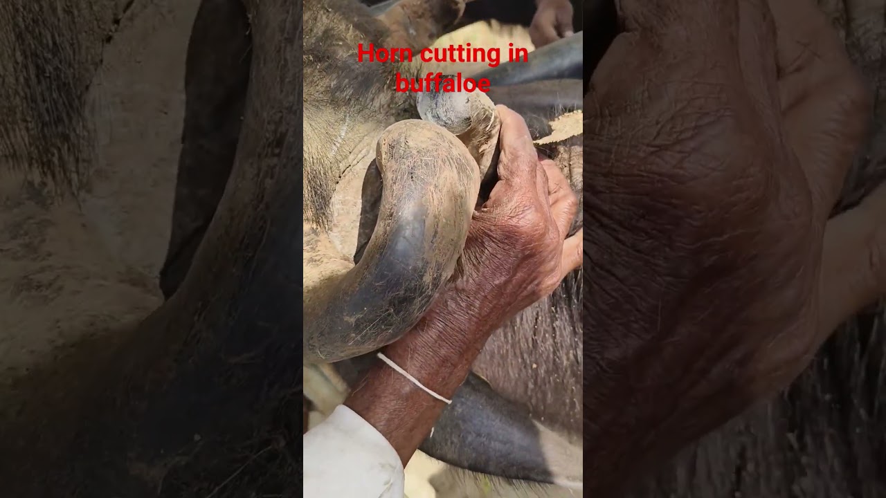horn cutting in buffaloes #animaldoctor #dairyfarming #buffalo #horn