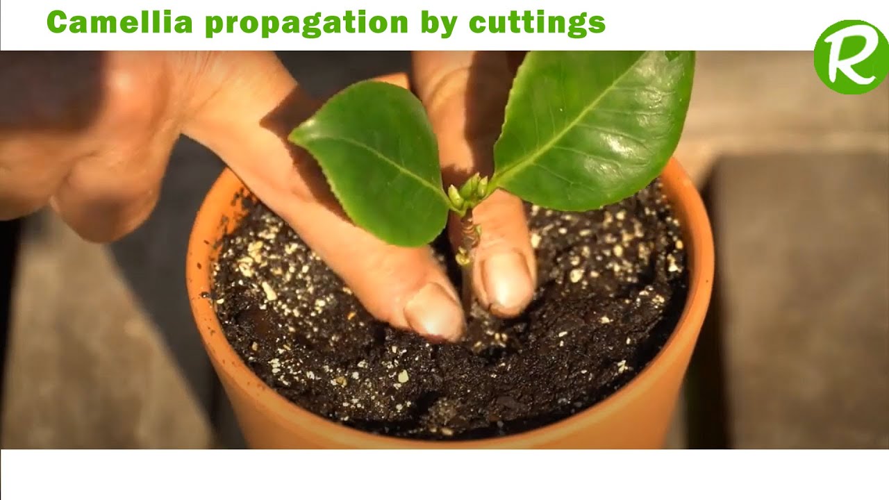 Propagating camellia cuttings