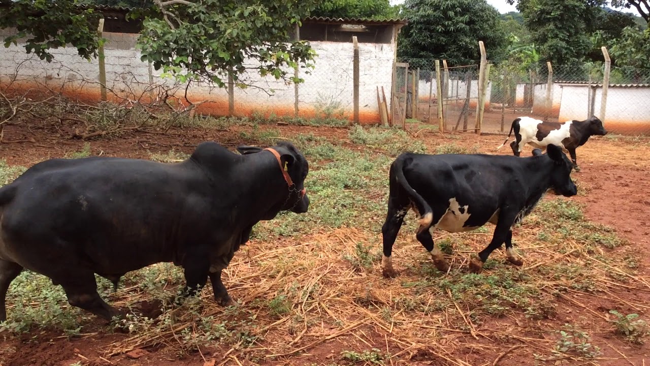 Cria&ccedil;&atilde;o de Mini Vacas - Bichos e Aves Ornamentais (31) 9.9656-0500