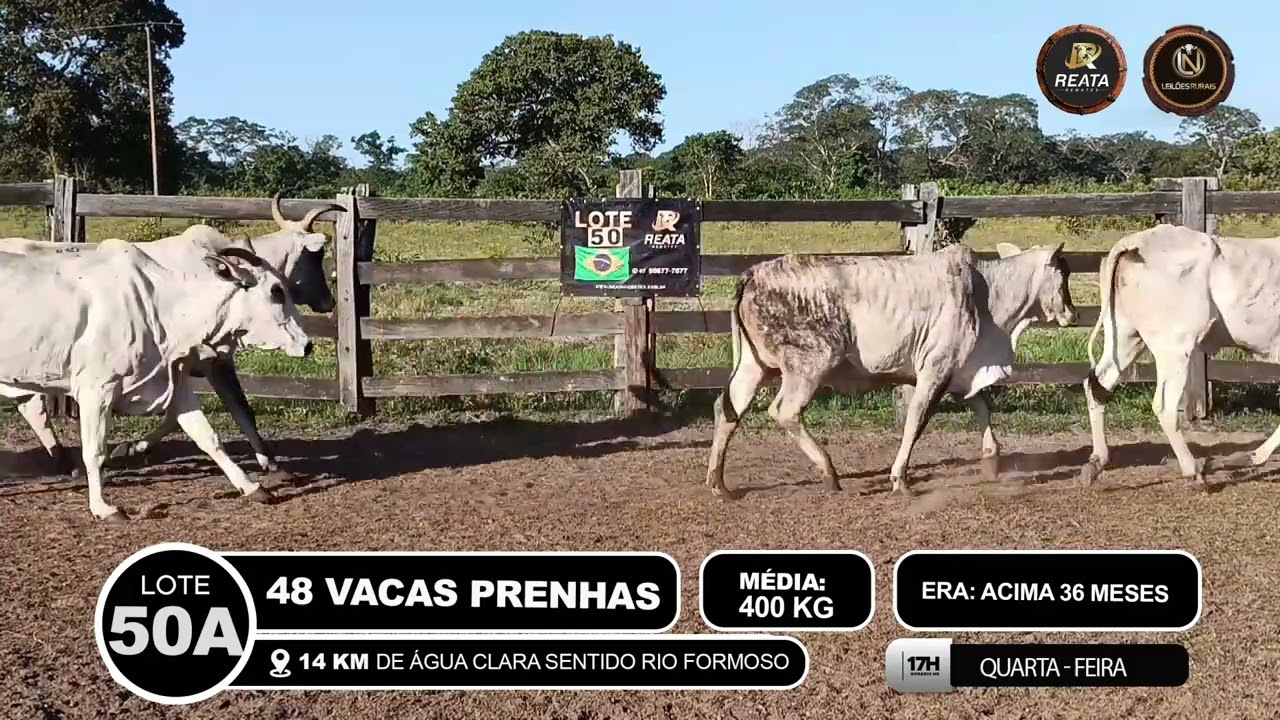 LOTE 50A - 48 VACAS PRENHAS