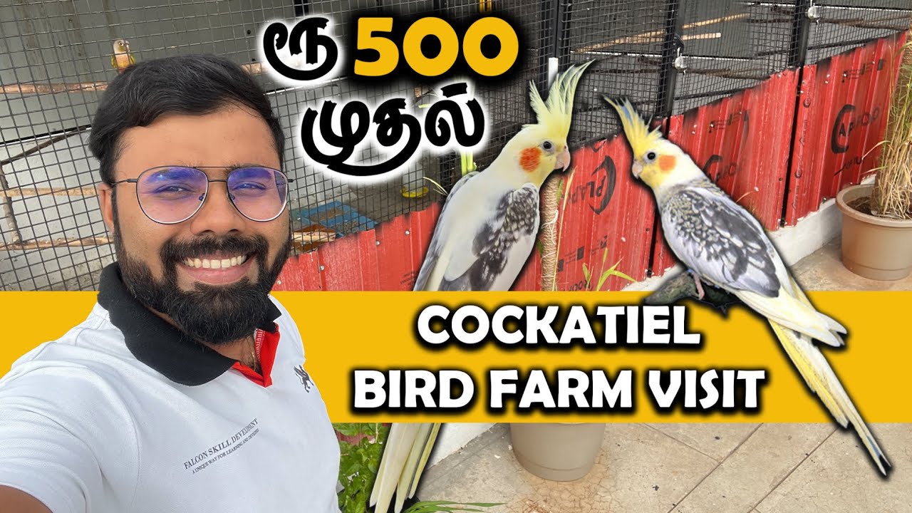 Cockatiel Birds வாங்கியாச்சு Coimbatore Cockatiel Birds Farm Visit