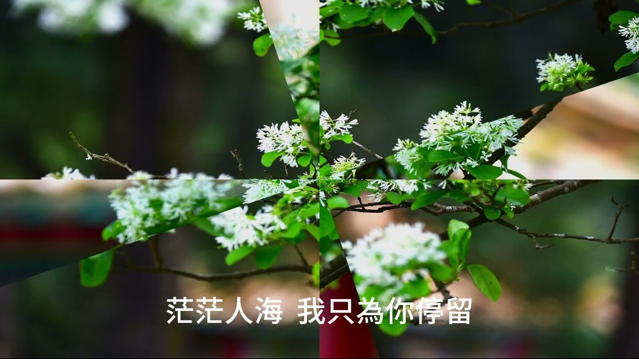 漫漫紅塵慢慢走---流蘇花的季節