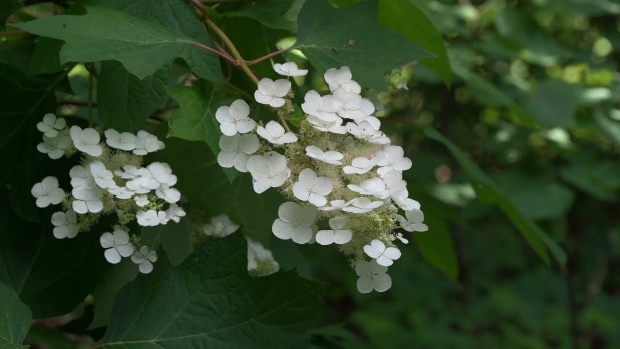 Kentucky Native Garden Channel Early June Blooms