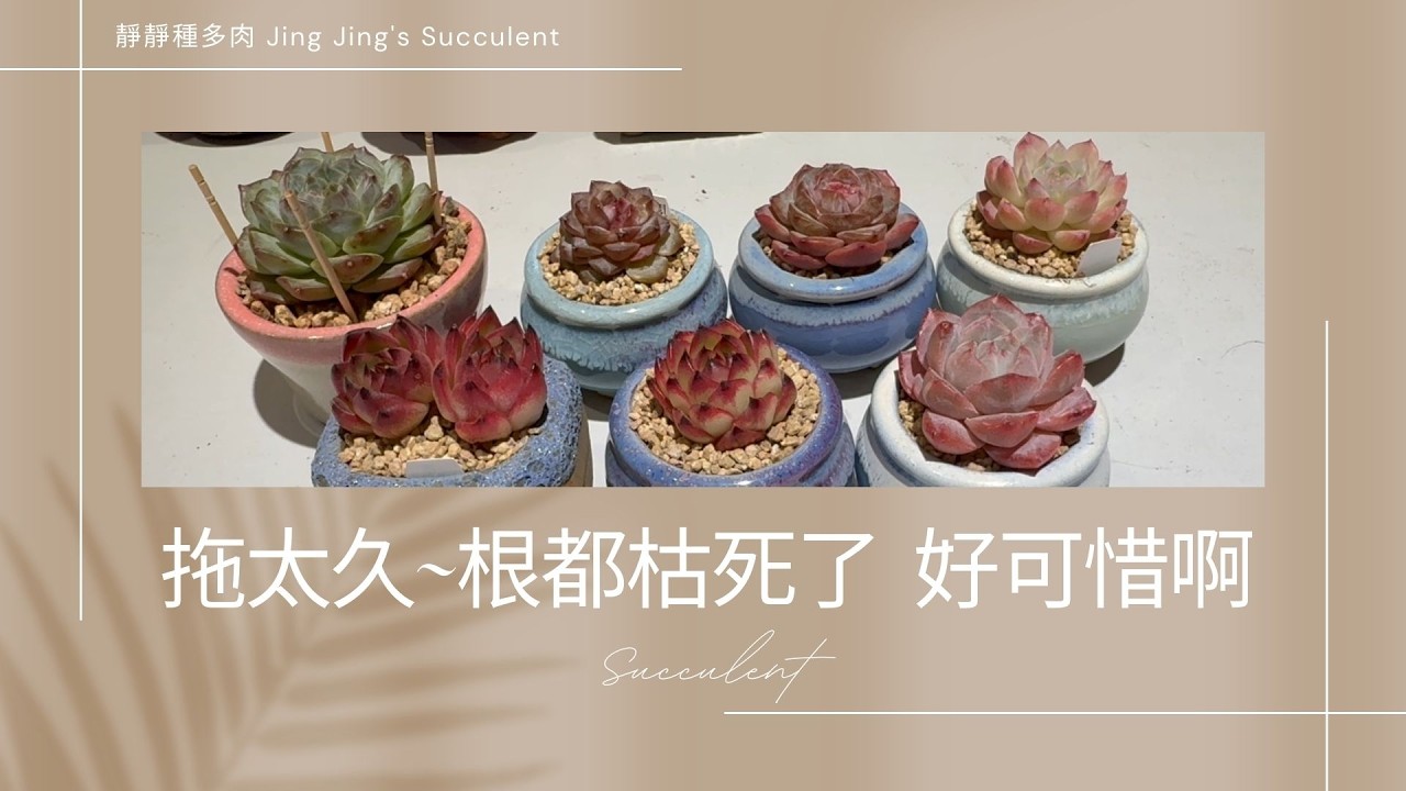 【靜靜種多肉】終於全部上盆了🤭🤭~~不過拖得太久了，新長出來的根都枯死了😭😭...好可惜啊~~！