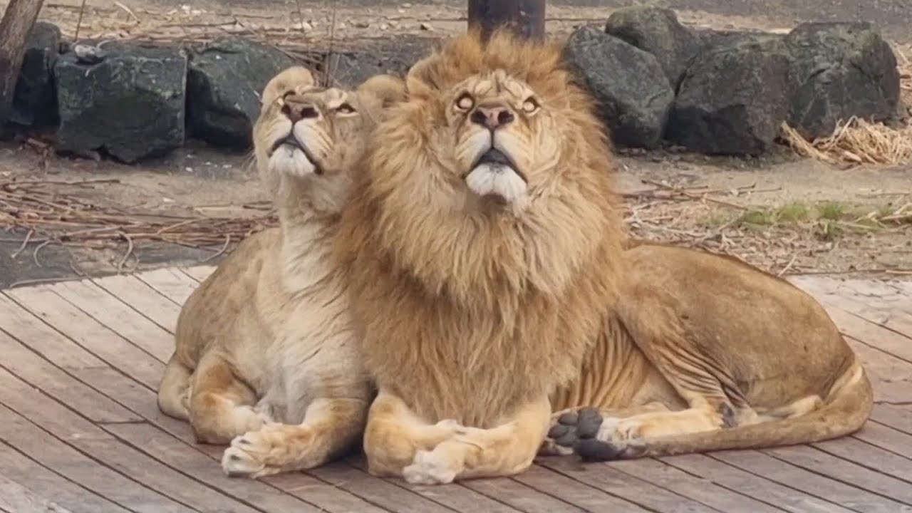 지켜볼수록 너무 예뻐요 😍 #사자부부 #lion #라온과후추 #달성공원 