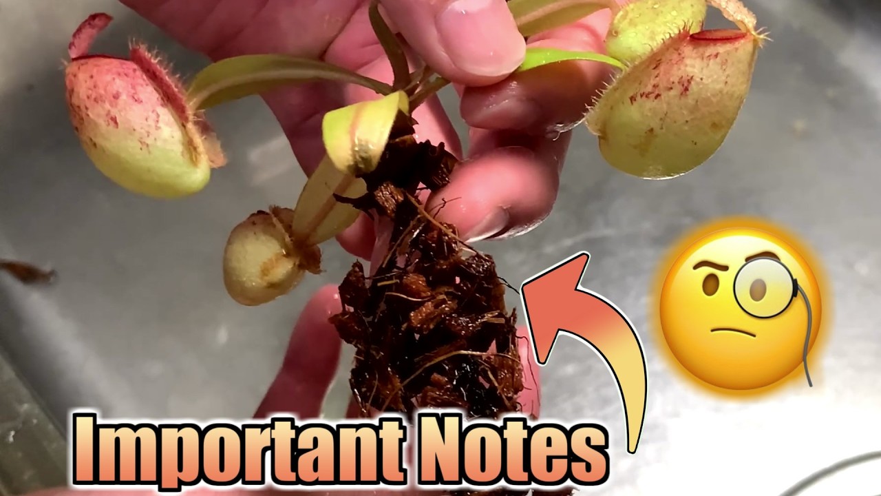 How I Repot Rare Carnivorous Plants Safely - Nepenthes