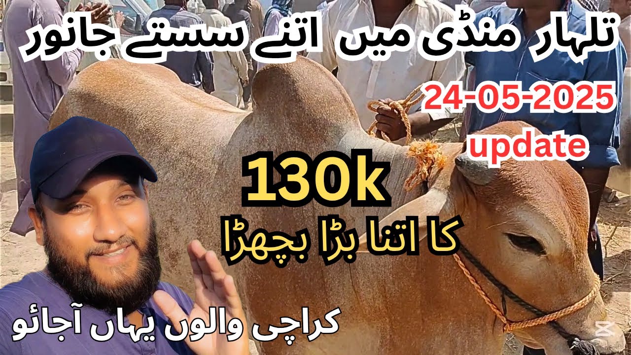 Talhar Mandi Update | Talhar maveshi Mandi | Sastay Jamwar | malir Mandi | by pass Mandi