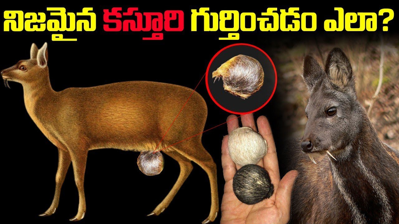 నిజమైన కస్తూరి గుర్తించడంఎలా.?||Tips To Find Out True Kasturi Murgh #kasturi #positivity #kskhome