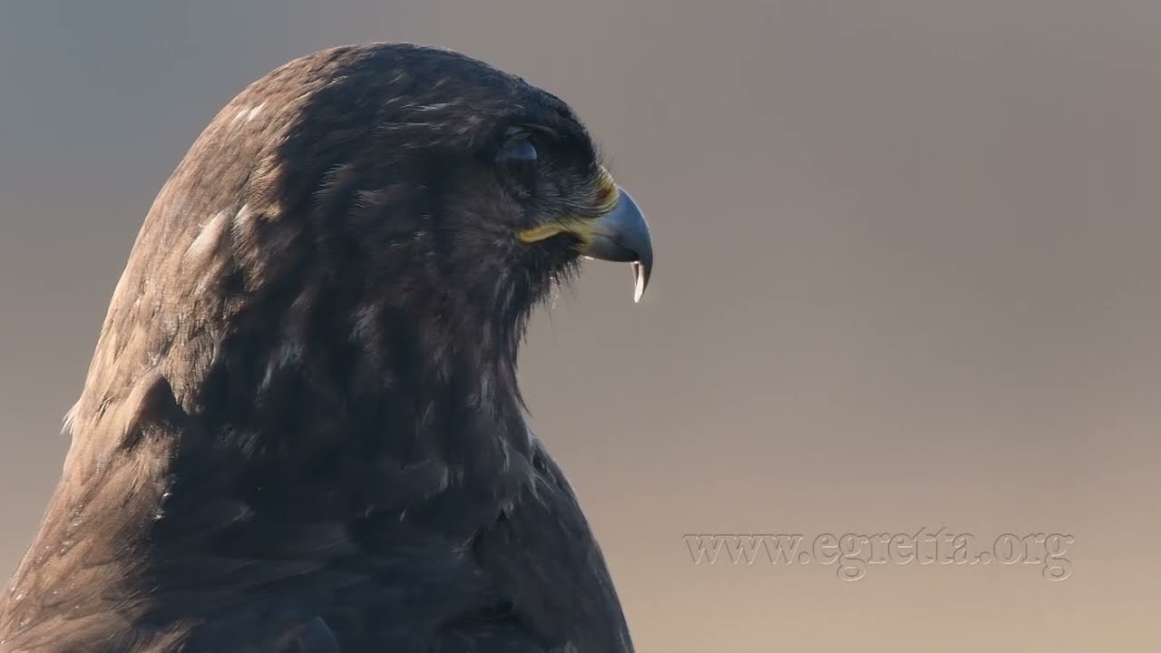 Buzzard, Common buzzard, Buteo buteo, M&auml;usebussard