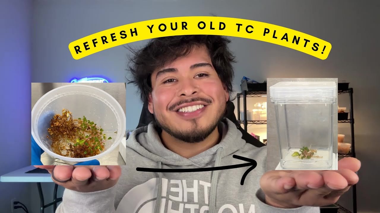 How to Deal with Old Tissue Culture Plants