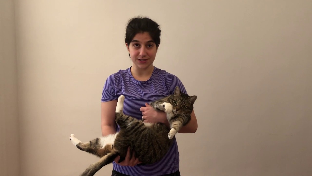 How to Wrap Your Cat