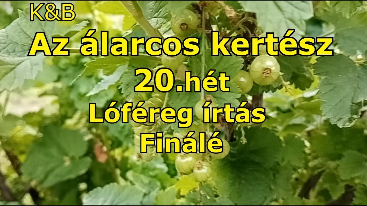 Az álarcos kertész - Lóféreg leszámolás -20.hét(2021)