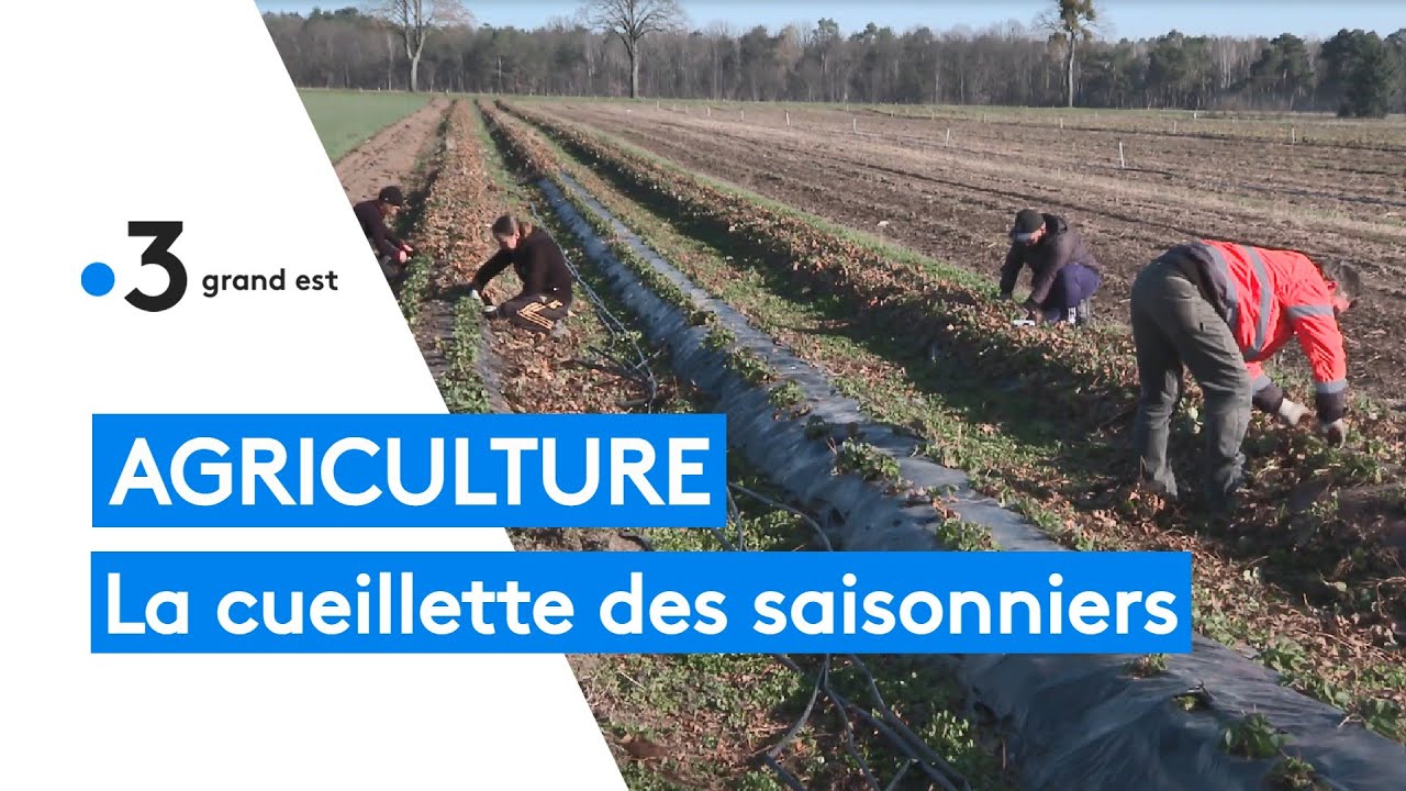 Agriculture : un emploi de saisonnier pour les bénéficiaires du RSA