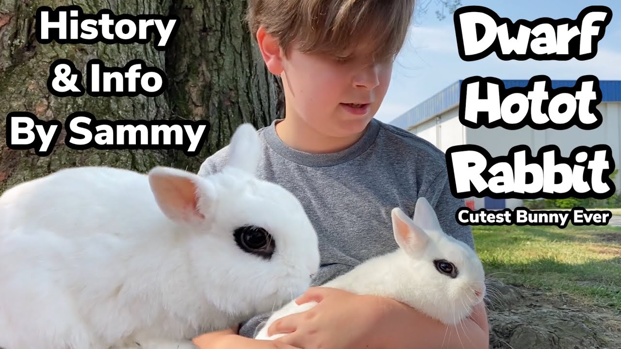 Dwarf Hotot Rabbit Information and History