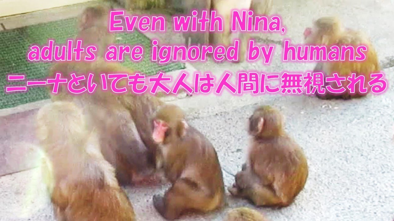 ニーナといても大人は無視される Even with Nina, adults are ignored by humans 葉ッピー動物園2141 淡路島モンキーセンター 兵庫県