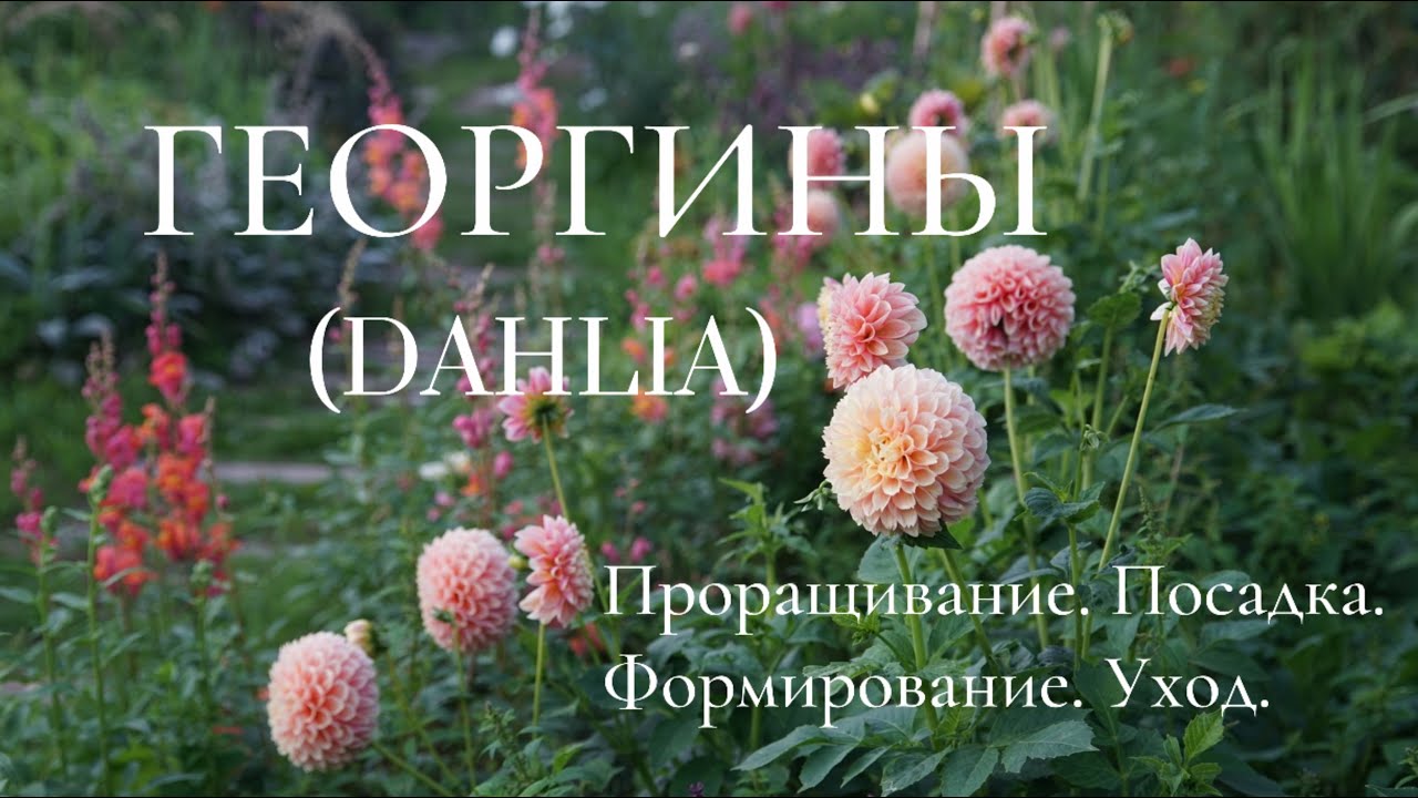 ГЕОРГИНЫ (DAHLIA). ПРОРАЩИВАНИЕ.  ПОСАДКА.  ФОРМИРОВАНИЕ.  УХОД.