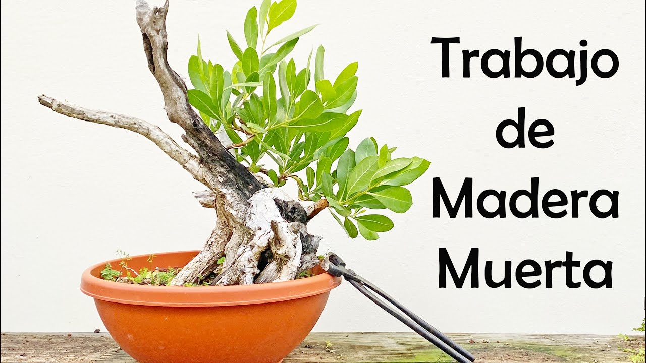 Trabajo de Madera Muerta
