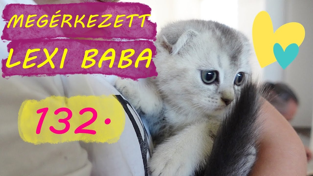 132. Megérkezett Lexi baba-- Újabb Skót lógófülű macska a családban