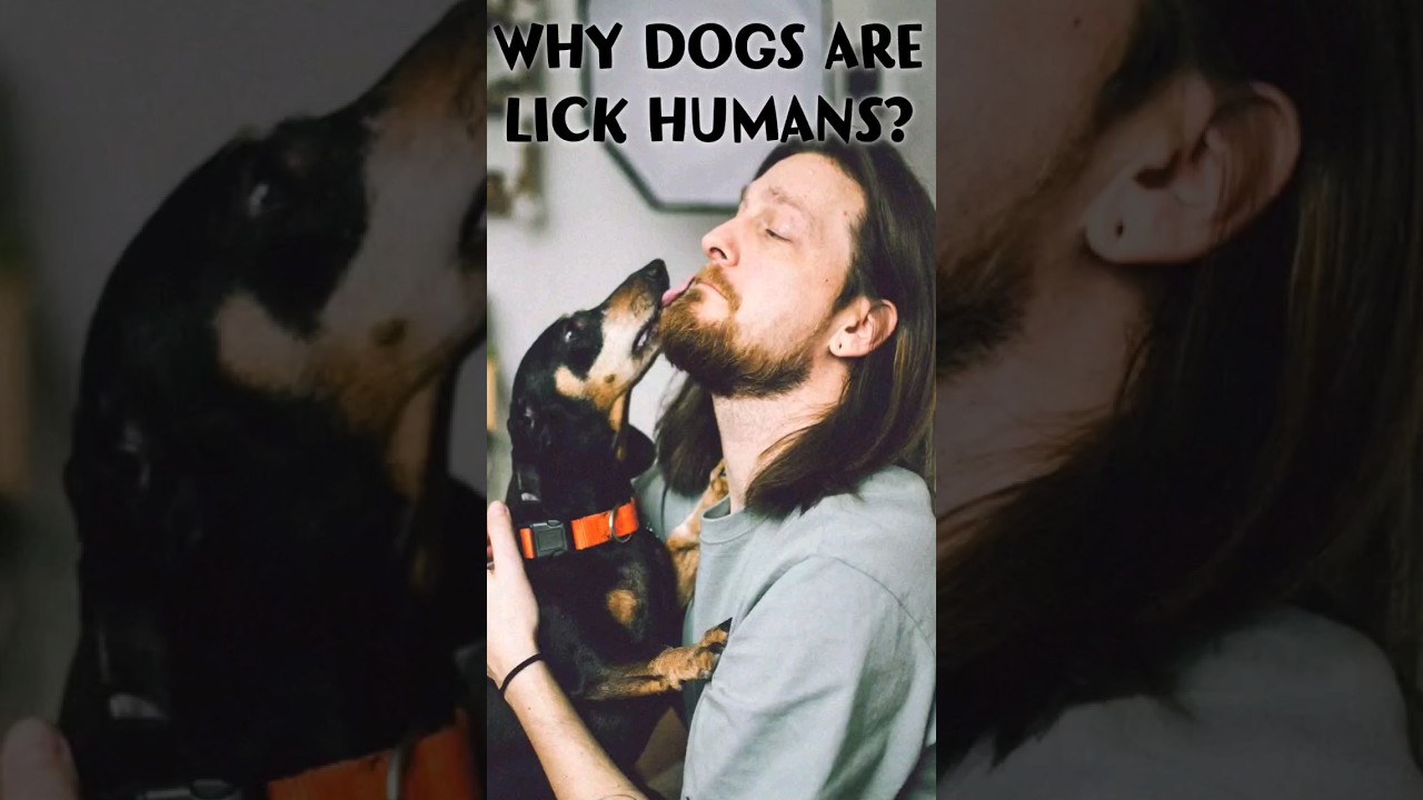 Why dogs are lick human? in tamil |#shortstamil #saveanimals