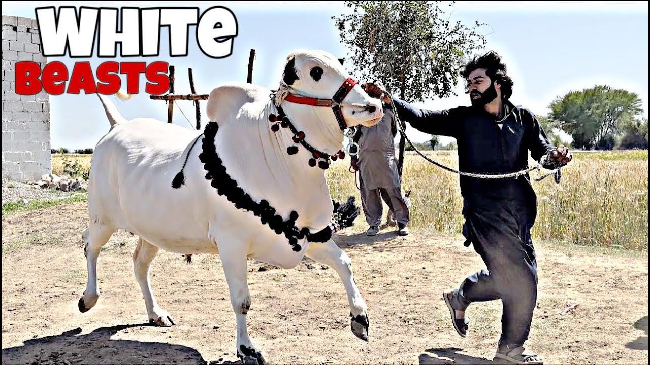 Z & F Cattle Farm | extremely dangerous White Beauties | Bakra Eid 2025 | cow madi