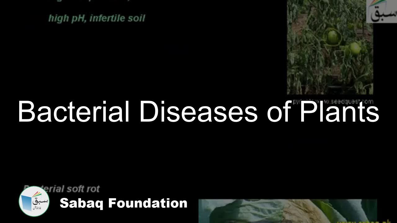 Bacterial Diseases in Plants, Biology Lecture | Sabaq.pk