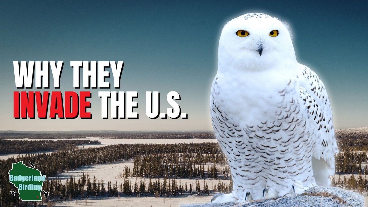 5 Things You Didn't Know About Snowy Owls!
