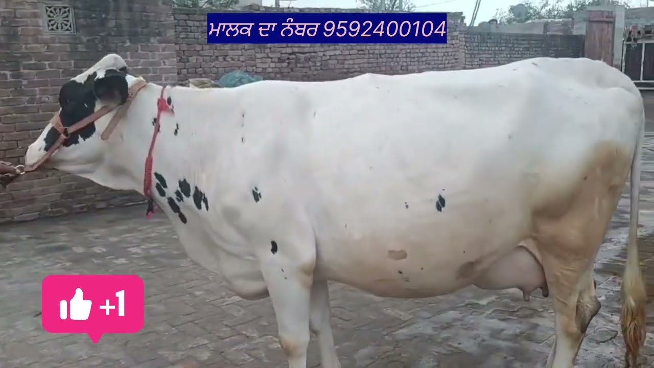 ਪਹਿਲਾ ਸੂਆ ਸੂਣ ਵਾਲੀ5ਦਿਨ ਬਾਕੀ#farming #farming #cattlefarm #cow #dairyfarm 