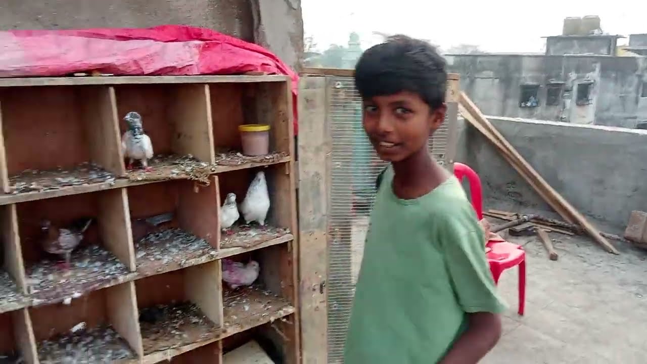 Pigeo love kabutar 🐦🐦 Aaj kabutar ud rahe the #pigeon #kabootar 