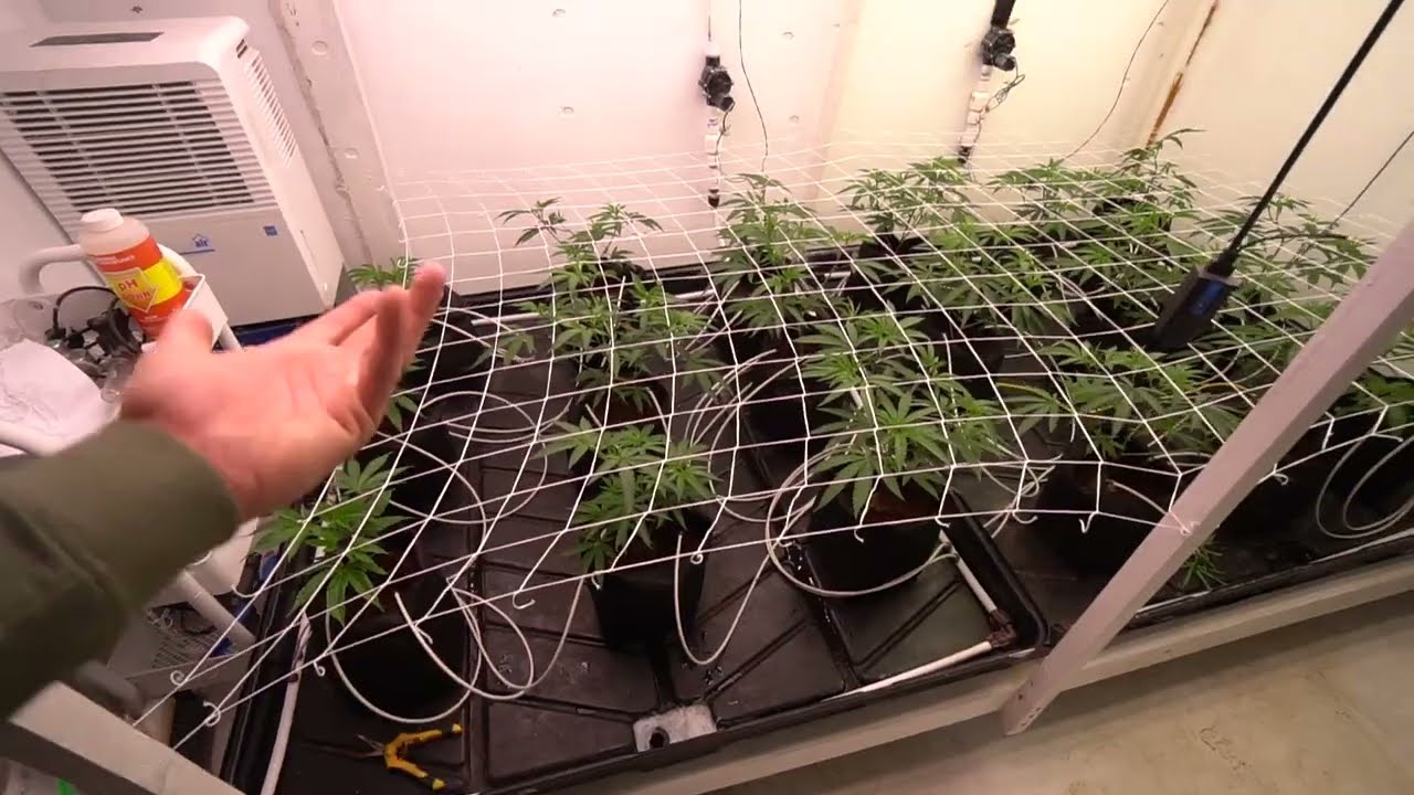 When to switch to flower 12/12