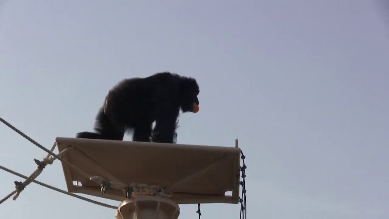 リュウ家族 チンパンジー13 Chimpanzee Ryu family groups