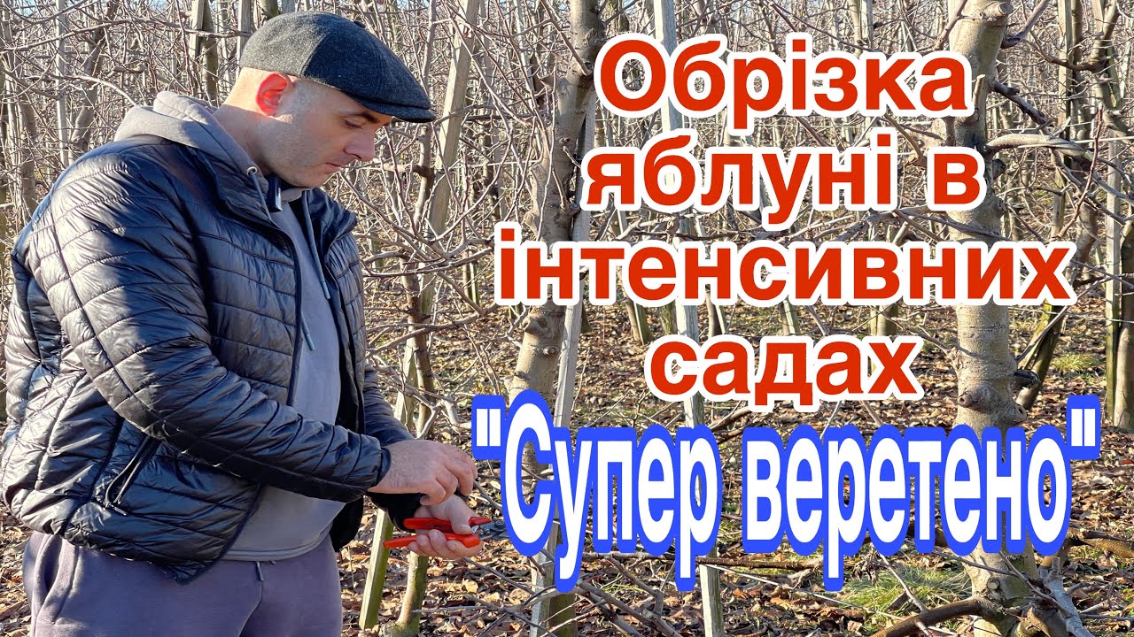 Обрізка яблуні в інтенсивних садах. Система «Супер веретено». Підщепа М9 Т337