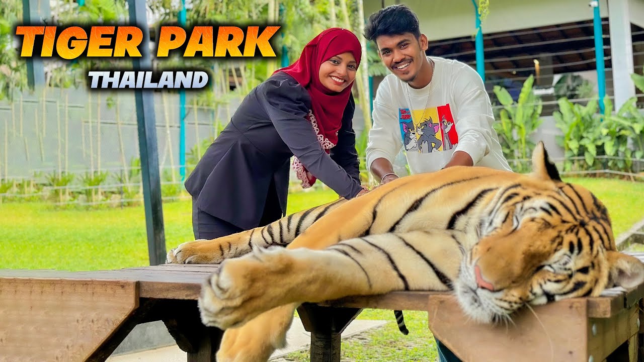 Tiger Park in thailand 🐯❤️ | Vlogs | Mabu Crush