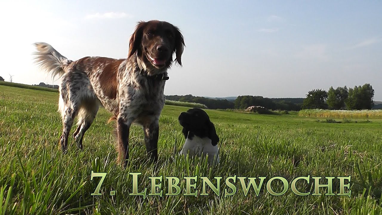 Kleine M&uuml;nsterl&auml;nder Welpen - Im Alter von 7 Wochen - Wiesenausflug, herumtoben