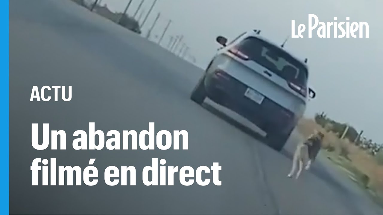 Ce chien court apr&egrave;s la voiture de son ma&icirc;tre qui vient de l'abandonner, avant d'&ecirc;tre sauv&eacute;