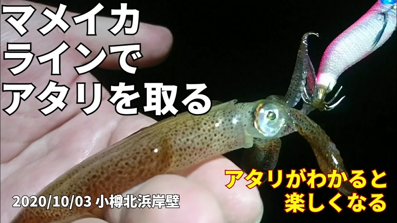 2020/10/03 マメイカ釣り ラインでアタリを取る 小樽北浜岸壁 エギング #76