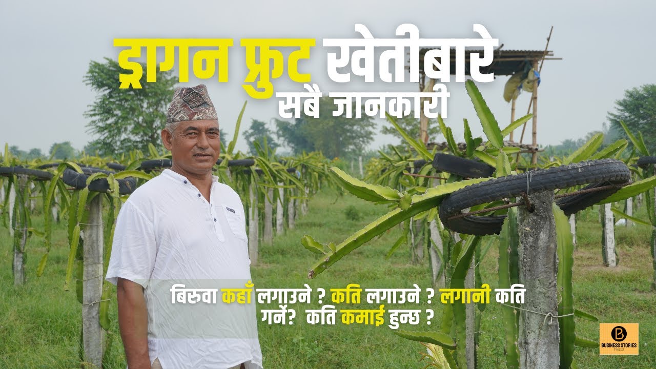 मलेसियाबाट फर्किएर मोरङमा ड्रागन फ्रुटको खेती । Dragon Fruit Farming । Business Stories Nepal 2025