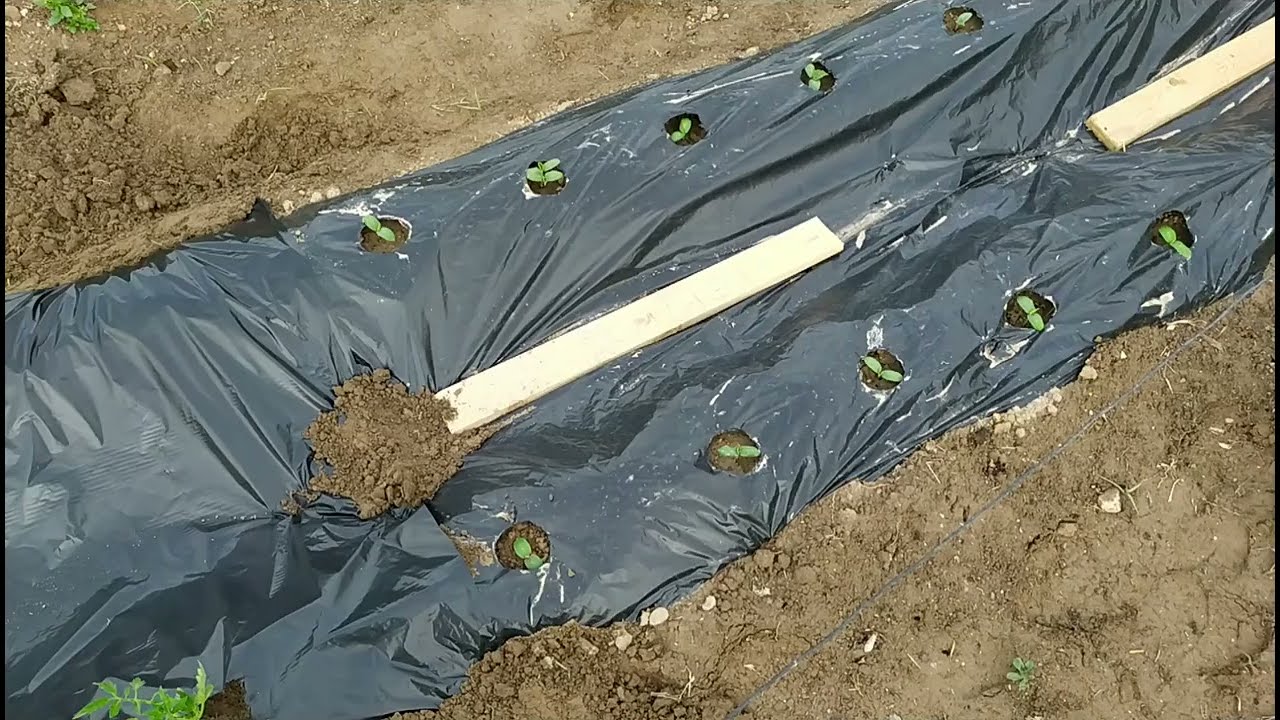 cómo plantar tomates y pimientos con plástico en la huerta