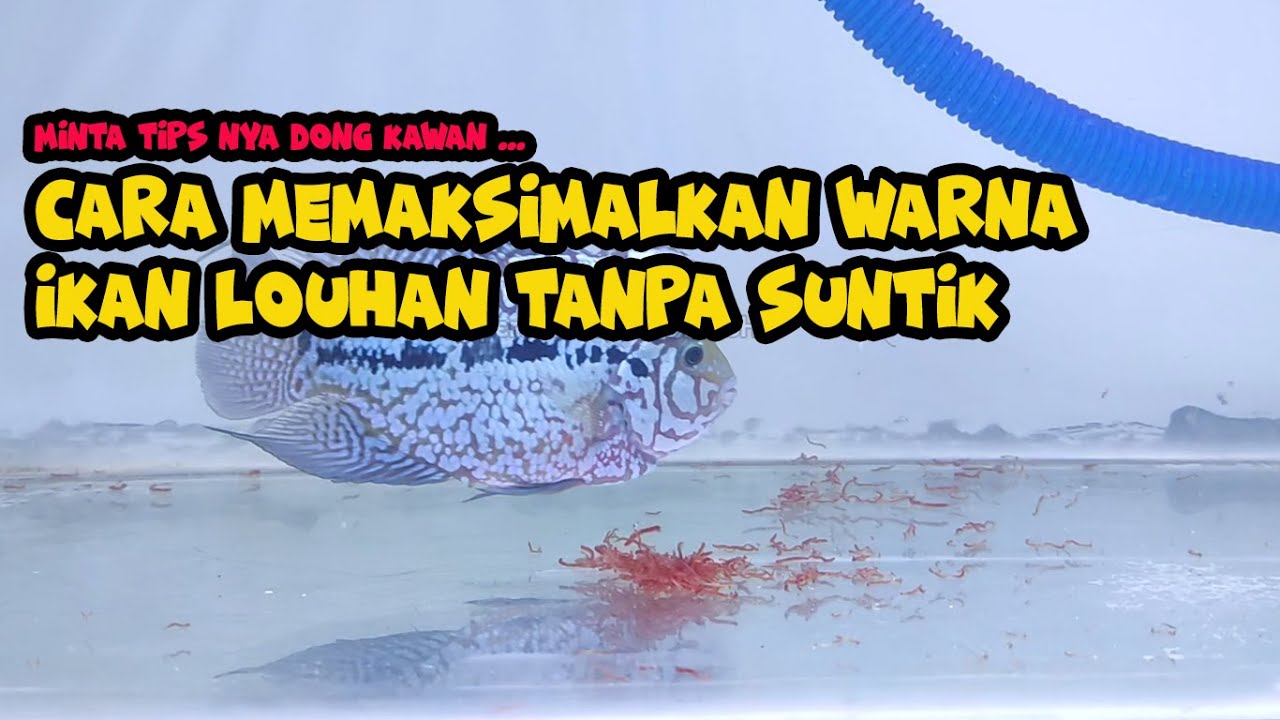 Review Louhan Kamfa F2 nya Om @daiwamercure