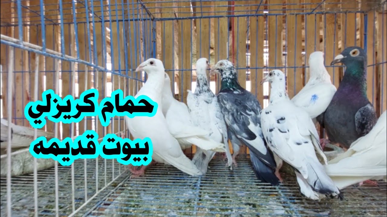 تعرف إيه عن حمام كريزلي بيوت قديمه او الكريزلي المقبي واهميته وأسعاره